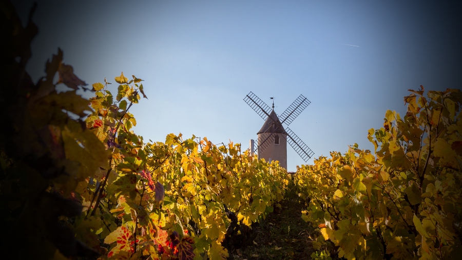 每支葡萄酒都是时间的旅行者，酩胜致力于做这旅途中最忠诚的陪伴者